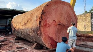 Wood Cutting Skills // Cutting The World's Largest Oak Tree With A Giant Chainsaw