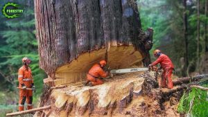 Extreme Dangerous Fastest Big Chainsaw Cutting Tree Machines Monster Stump Removal Excavator #160