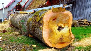 10-Ton Giant Tree Cut Into Massive Slabs by One Man. 2-Meter Chainsaw Bar. No Sawmill (Full Process)
