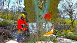 140 cm (55") Giant Tree! Dangerous Cutting in Strong Winds Near a House
