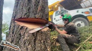 Dangerous Tree Cutting with Bucket Trucks – Massive Tree Removal in Tight Space