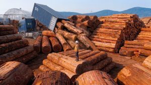 How 30 Tons of Logs a Day Become Flawless Lumber. Full Sawmill Process