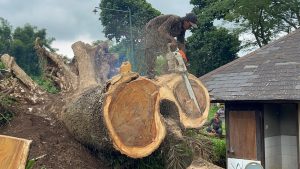 Wind Blows Down! A 430cm Rain Tree Cut Off Two Branches..