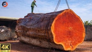 Monster Chainsaw in Action | 3 Giant Trees Cut Down in an Insane Wood Operation
