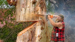 Extreme Logging Moments Caught on Camera Dangerous Tree Cutting & Machine Power
