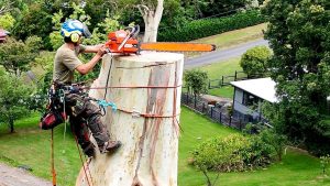 Huge Gum Tree Removal Near House Dangerous Hollow Tree Cutting in Australia
