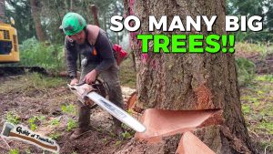 Extreme Tree Clearing Job Multiple Trees Down with Chainsaws & Heavy Equipment