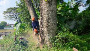 Millimeter Precision! Felling 2 Massive Trees Between Walls and Rice Fields!