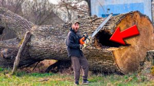 Shocking Stash Inside an Ancient Tree