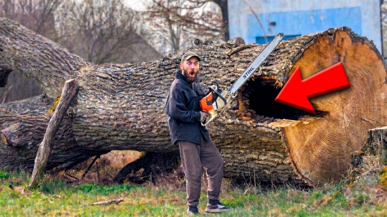 Shocking Stash Inside an Ancient Tree