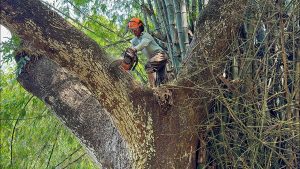 4 Monster Saws vs. Giant Tree Trapped in a Bamboo Grove!