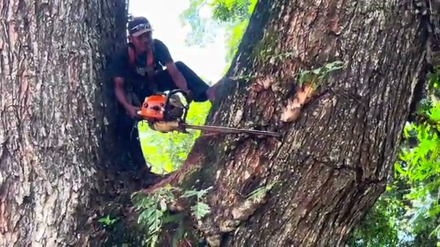ancient rain tree stump cutting real video frame 1