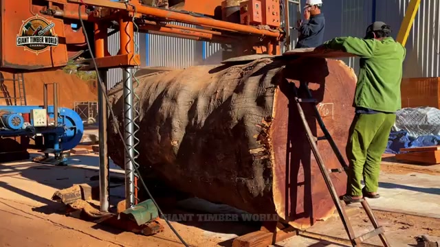 massive trunk grain pattern real video frame 1