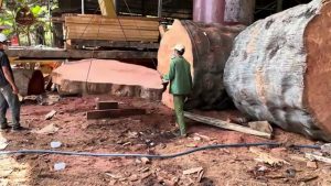 large scale timber processing real video frame 1