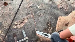cutting giant 2000 year real video frame 1