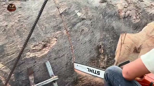 cutting giant 2000 year real video frame 1