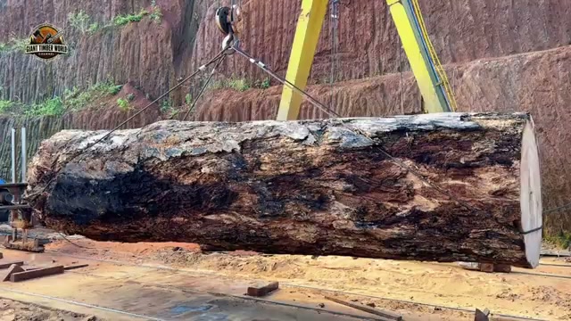 corte extremo bosque transformando real video frame 1
