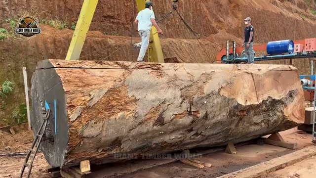 tronco gigante obra maestra real video frame 1