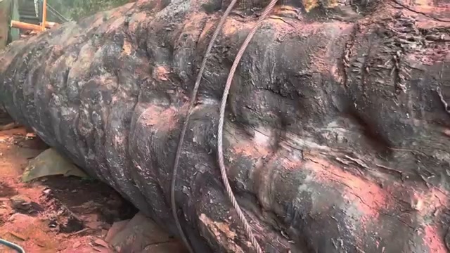 large scale timber processing real video frame 2