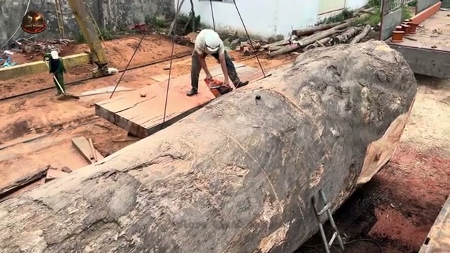 cutting giant 2000 year real video frame 2