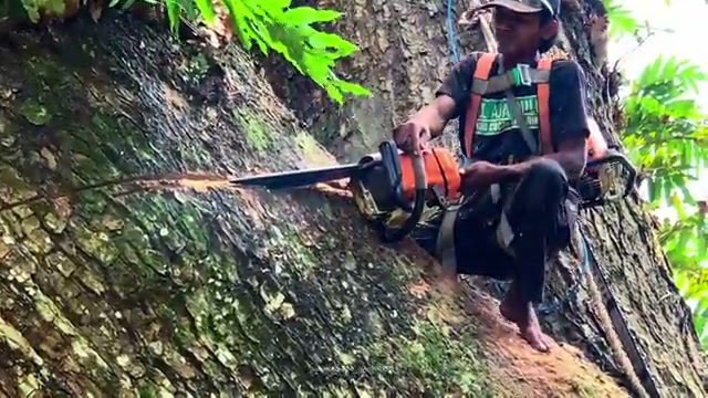 ancient rain tree stump cutting real video frame 3