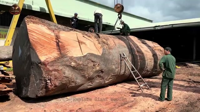 cutting giant 2000 year real video frame 3