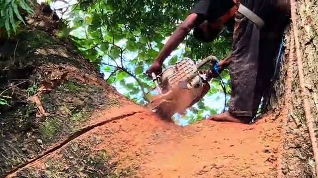 ancient rain tree stump cutting real video frame 4