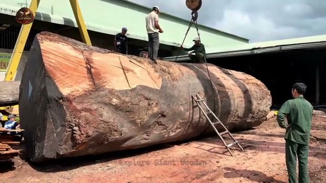 cutting giant 2000 year real video frame 4