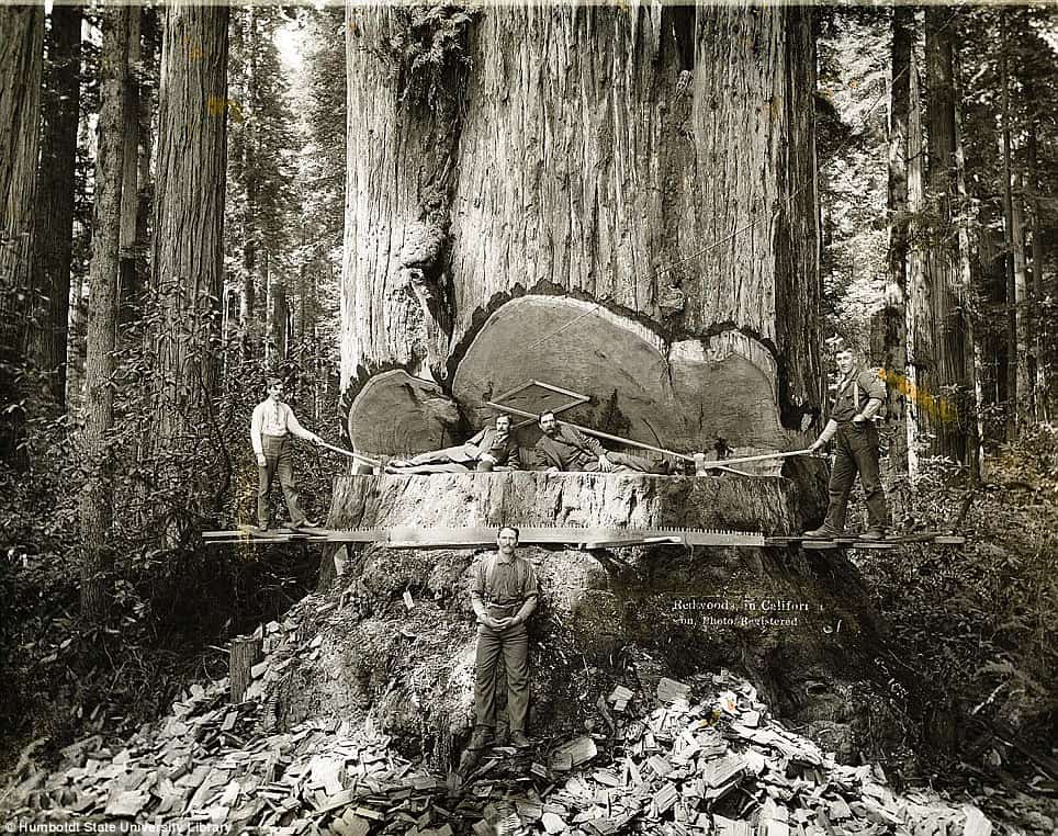 logging before chainsaws historical logging image 1