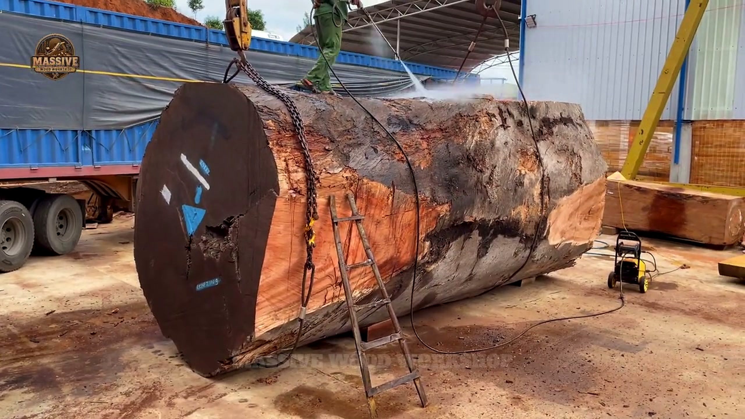 2000 year old tree giant sawmill - the tree before the blade creates a reliable reference