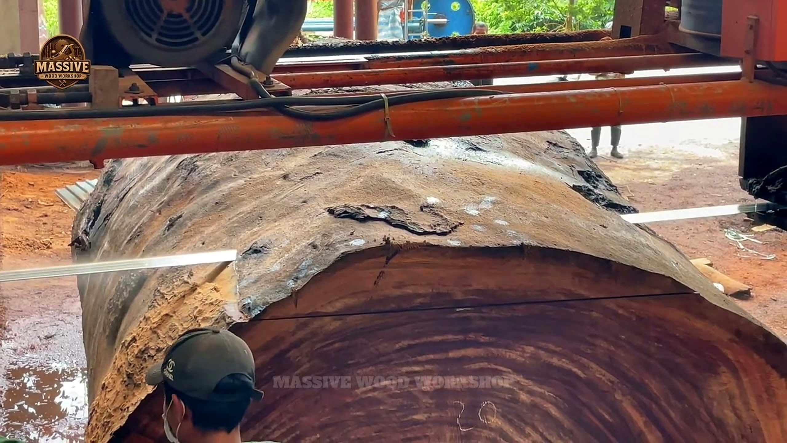 2000 year old tree opening reveal - the surface check where grain, defects, and slab options become clearer