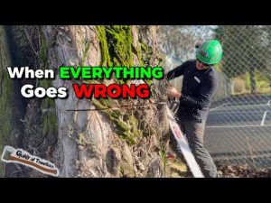 chainsaw, arborist, tree work, logging, logger, tree felling, tree topping, wood, wood working, construction