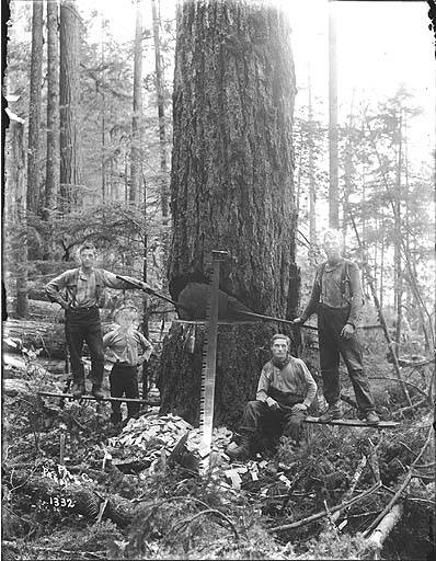 logging before chainsaws historical logging image 2