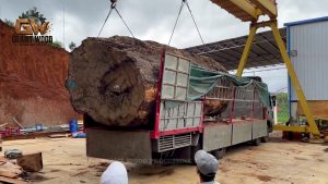giant log cutting reveals most beautiful - the source video context before the main process is judged
