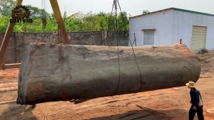 they brought 1000 year old tree - the source video context before the main process is judged