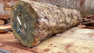 they opened giant timber worth fortune - the source video context before the main process is judged