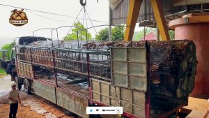 workers thought was just huge log - the source video context before the main process is judged