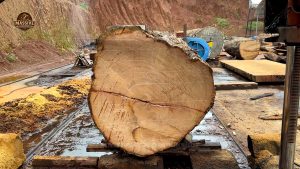 2000 year old tree became one - the source video context before the main process is judged