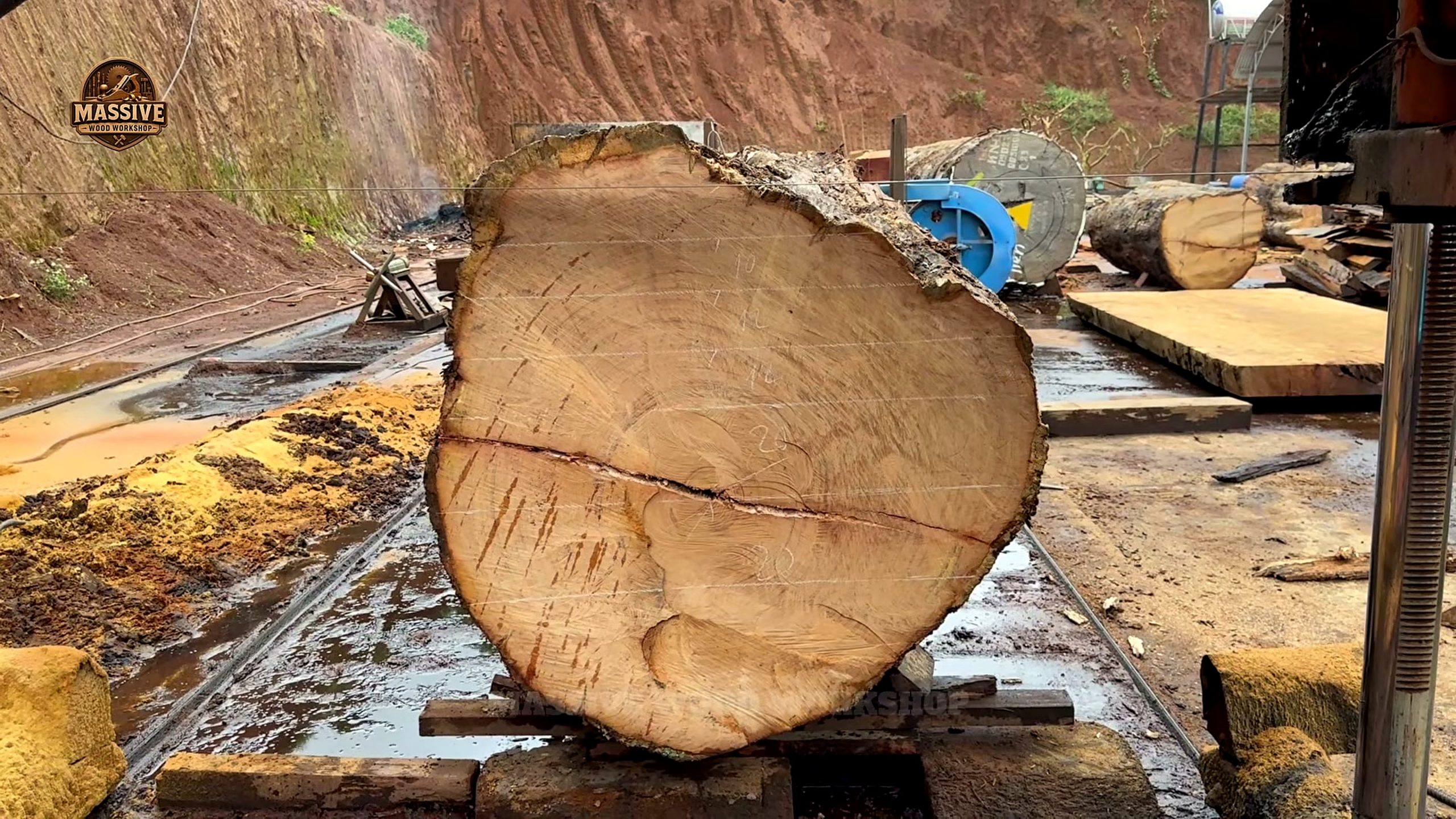 2000 year old tree became one - the source video context before the main process is judged