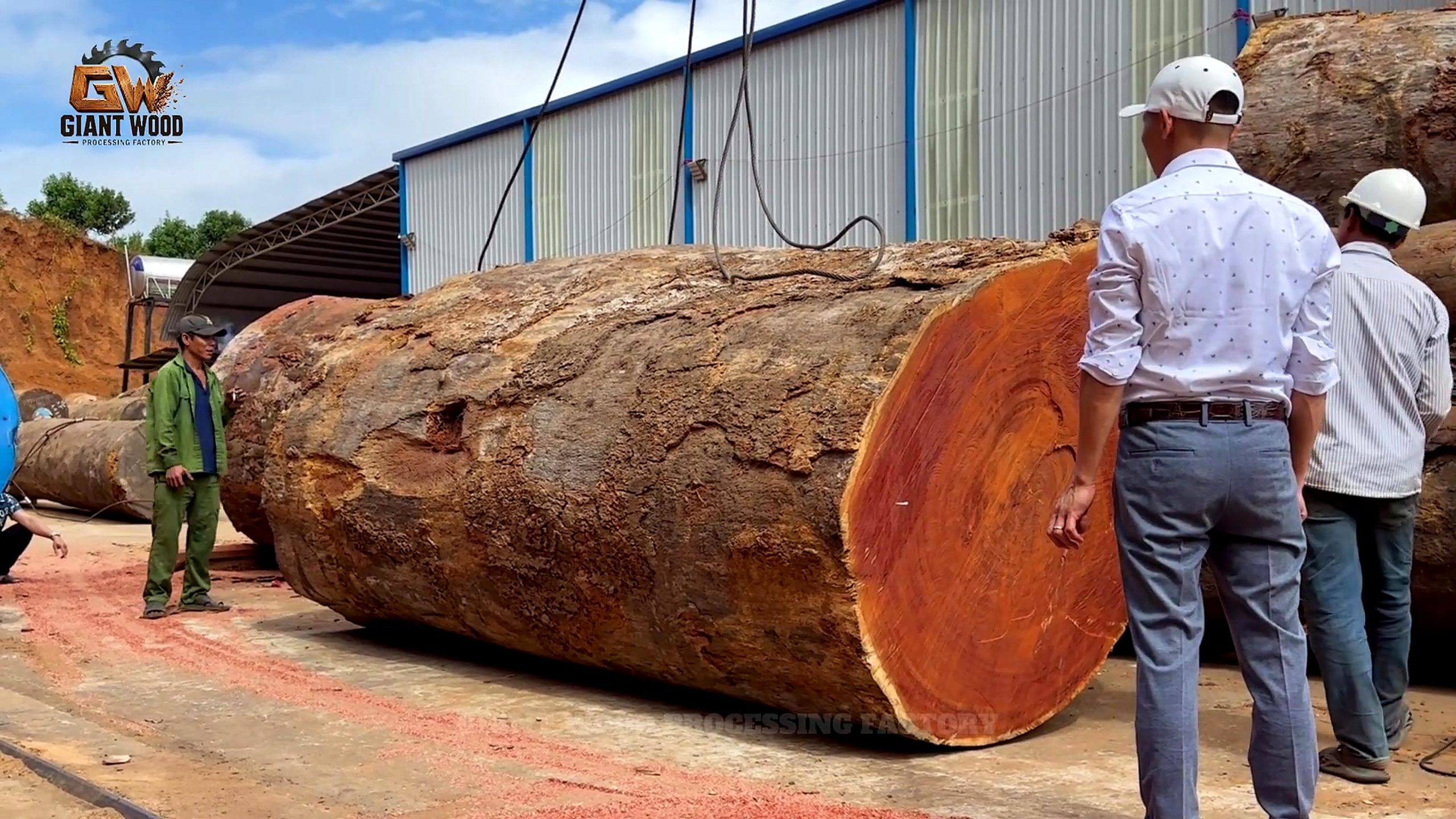 3000 year old timber sawmill slab process - the massive log staged outside the factory while workers inspect the end face