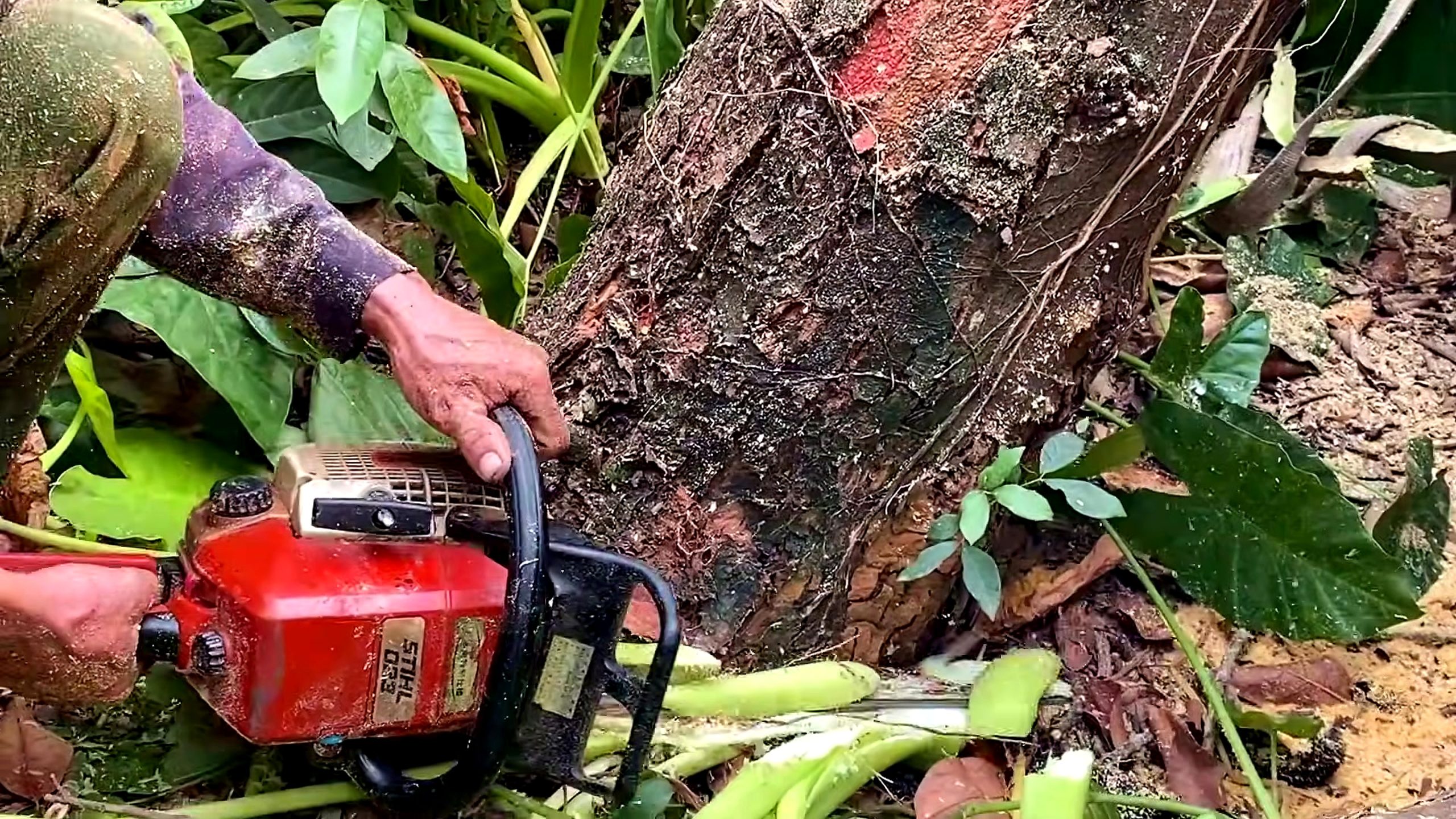 chainsaw log segmented wood bowl process - a rough tree section being cut with a red chainsaw before shop preparation