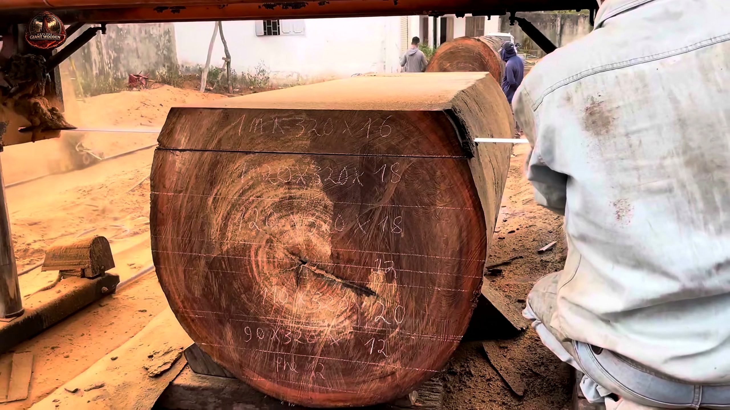 cutting giant 1000 year old log - the main work stage that carries the video's practical lesson