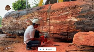 emerged 2000 year old tree stunned - the source video context before the main process is judged