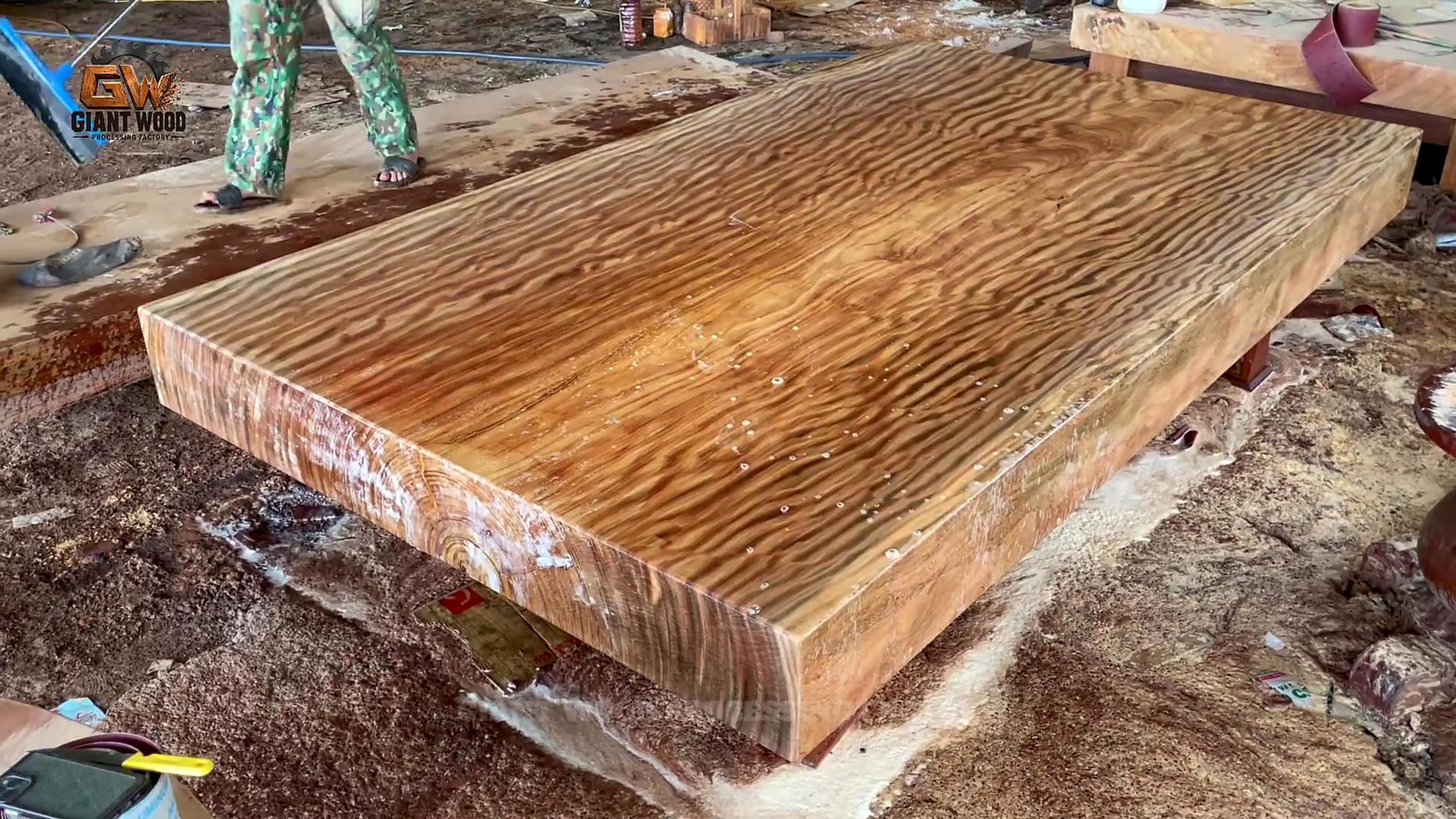 first cut 3000 year old tree - a detail-check moment that helps readers inspect the process