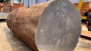inside giant wood factory extreme processing - the source video context before the main process is judged