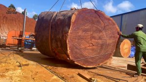 one ancient giant tree endless beautiful - the source video context before the main process is judged