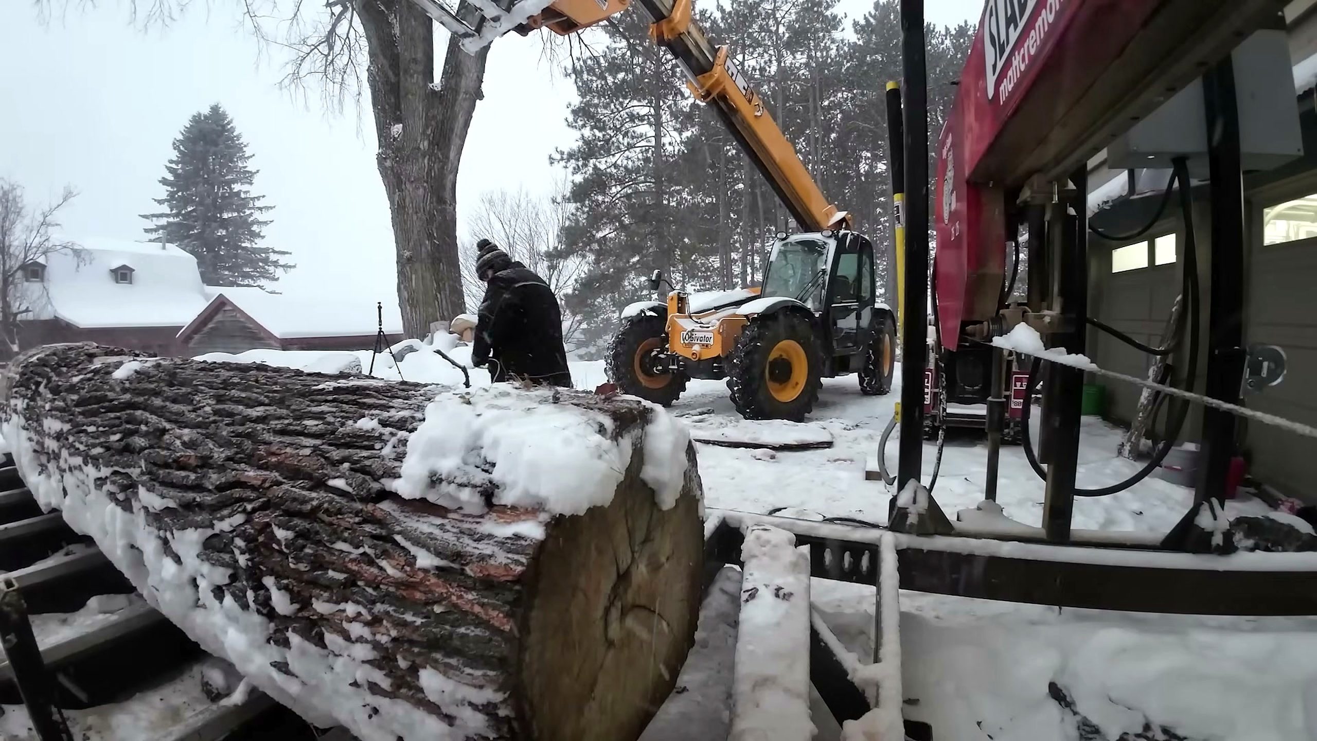 one tree two completely different slabs - the central comparison stage where both slabs diverge in value and use