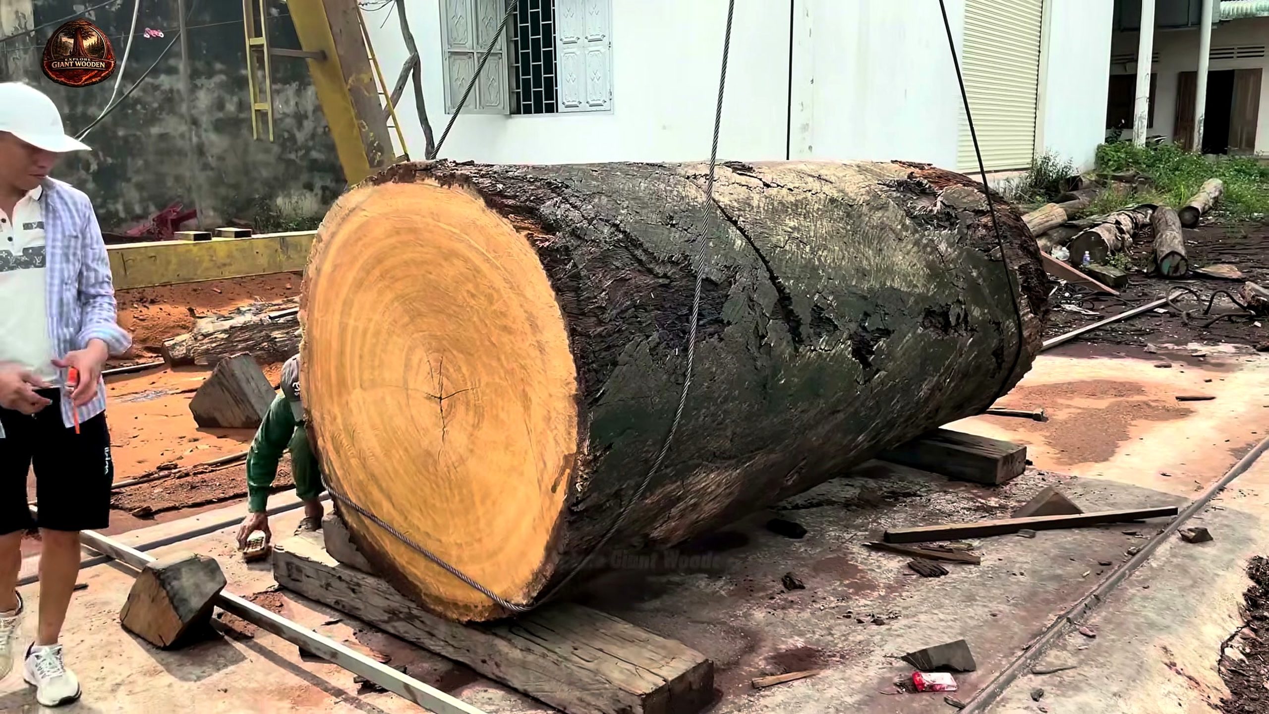 precious wood more valuable than gold - the source video context before the main process is judged