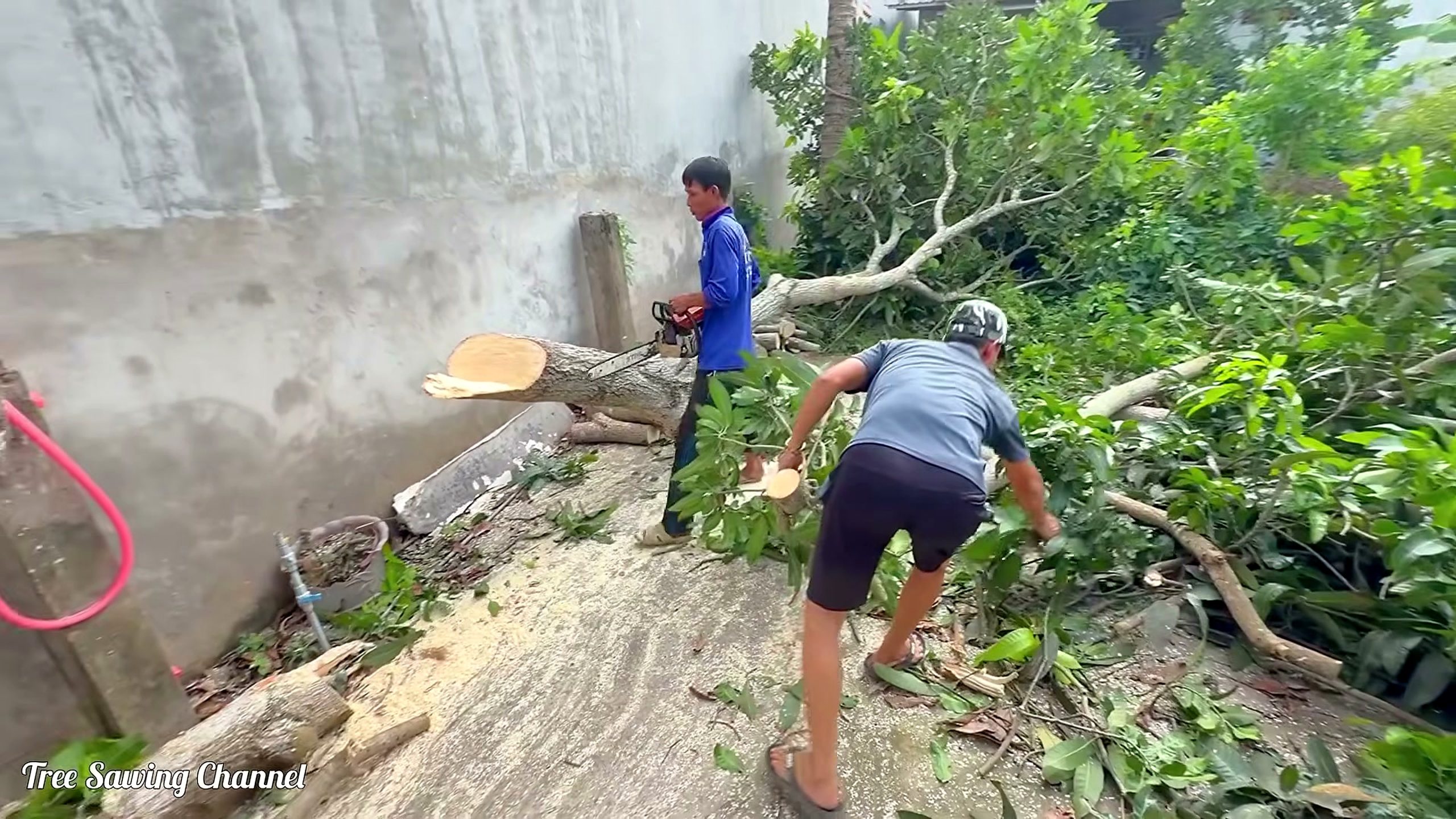 tree cutting gone wrong homeowner terrified - a detail-check moment that helps readers inspect the process