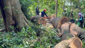 Dangerous Tree Cutting Stihl Ms881 - YouTube original thumbnail